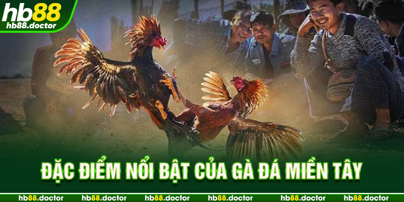 Đặc điểm nổi bật của Gà đá Miền Tây
