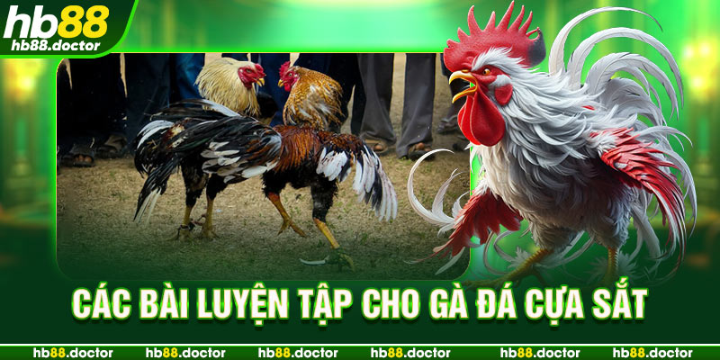 Các bài luyện tập cho gà đá cựa sắt