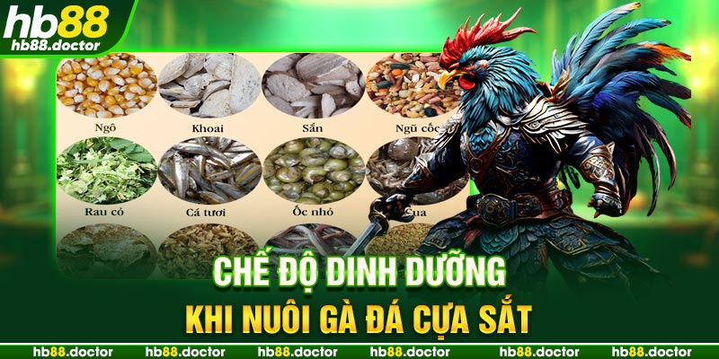 Chế độ dinh dưỡng khi nuôi gà đá cựa sắt