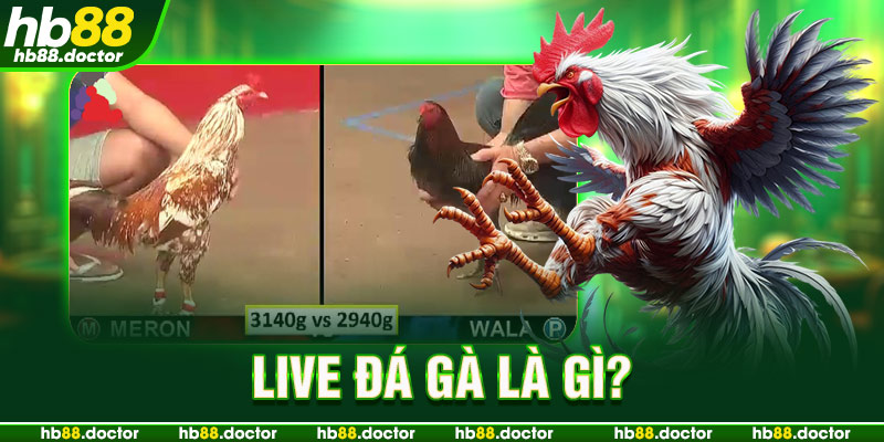 Live đá gà là gì?