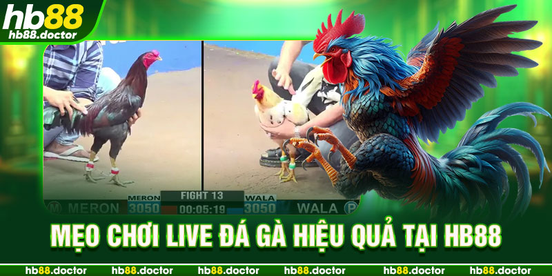 Mẹo chơi Live đá gà hiệu quả tại HB88