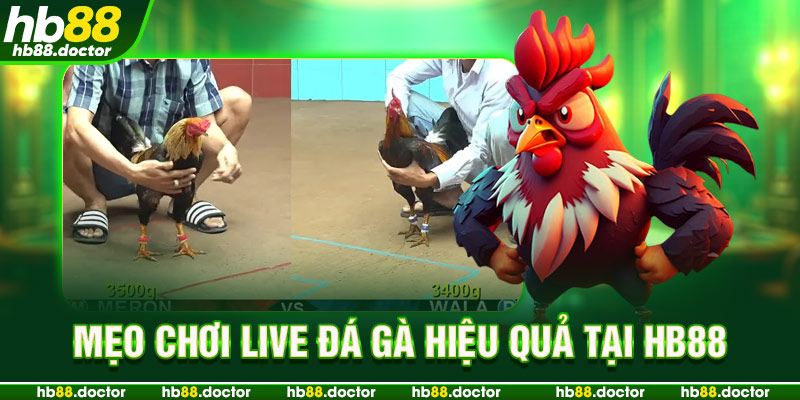Những điều cần biết khi tham gia đá gà live