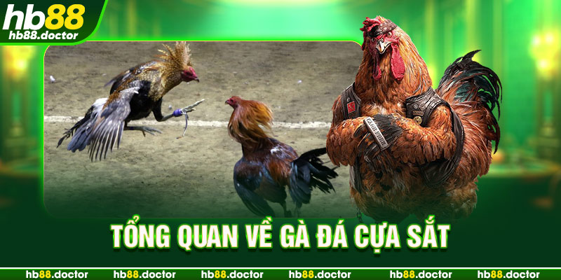 Tổng quan về gà đá cựa sắt