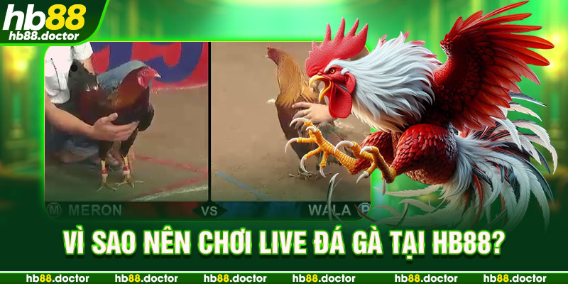 Vì sao nên chơi Live đá gà tại HB88?